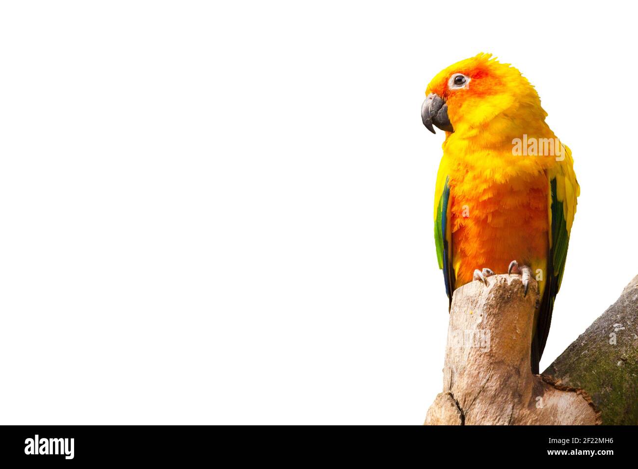 Sun parakeet, Aratinga solstitialis parrot bird on white background with copyspace Stock Photo