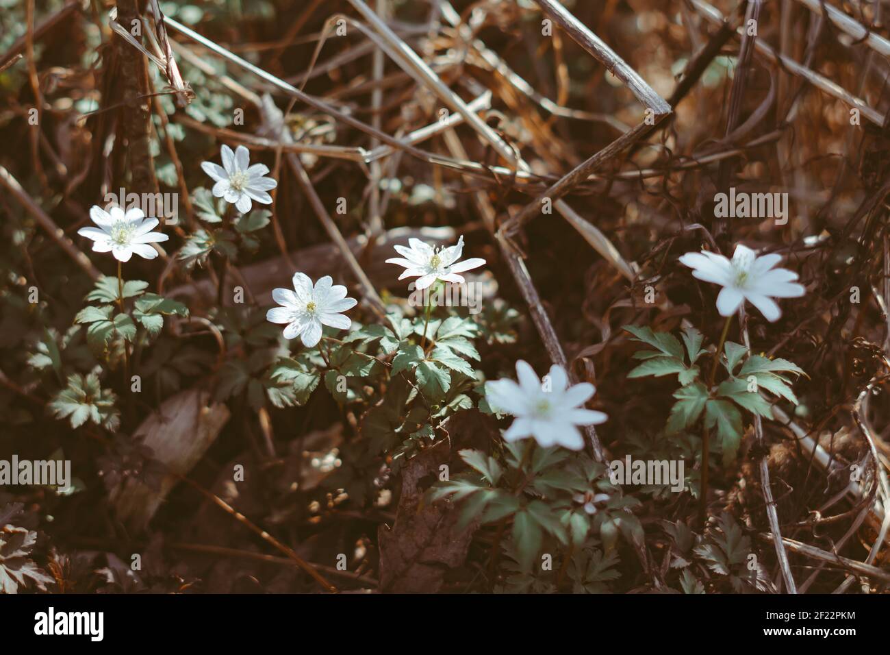 first spring blue flowers in the woods Stock Photo - Alamy