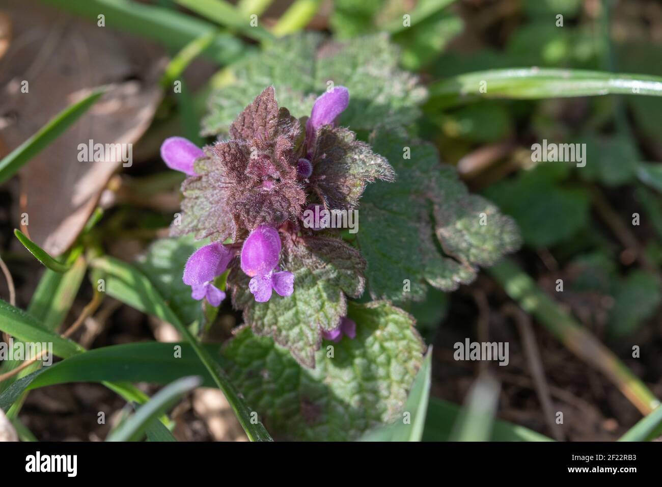 The purple dead nettle, Lamium purpureum, blooms in early spring. She is a wildflower and medicinal herb. Stock Photo