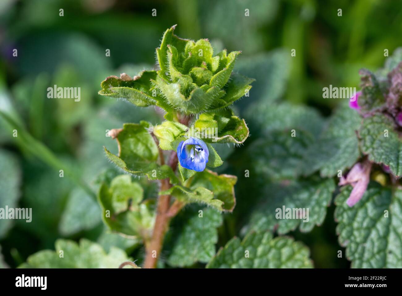 Persian speedwell, Veronica persica and purple deadnettle, Lamium purpureum bloom in early spring. They are wildflowers and medicinal plants. Stock Photo