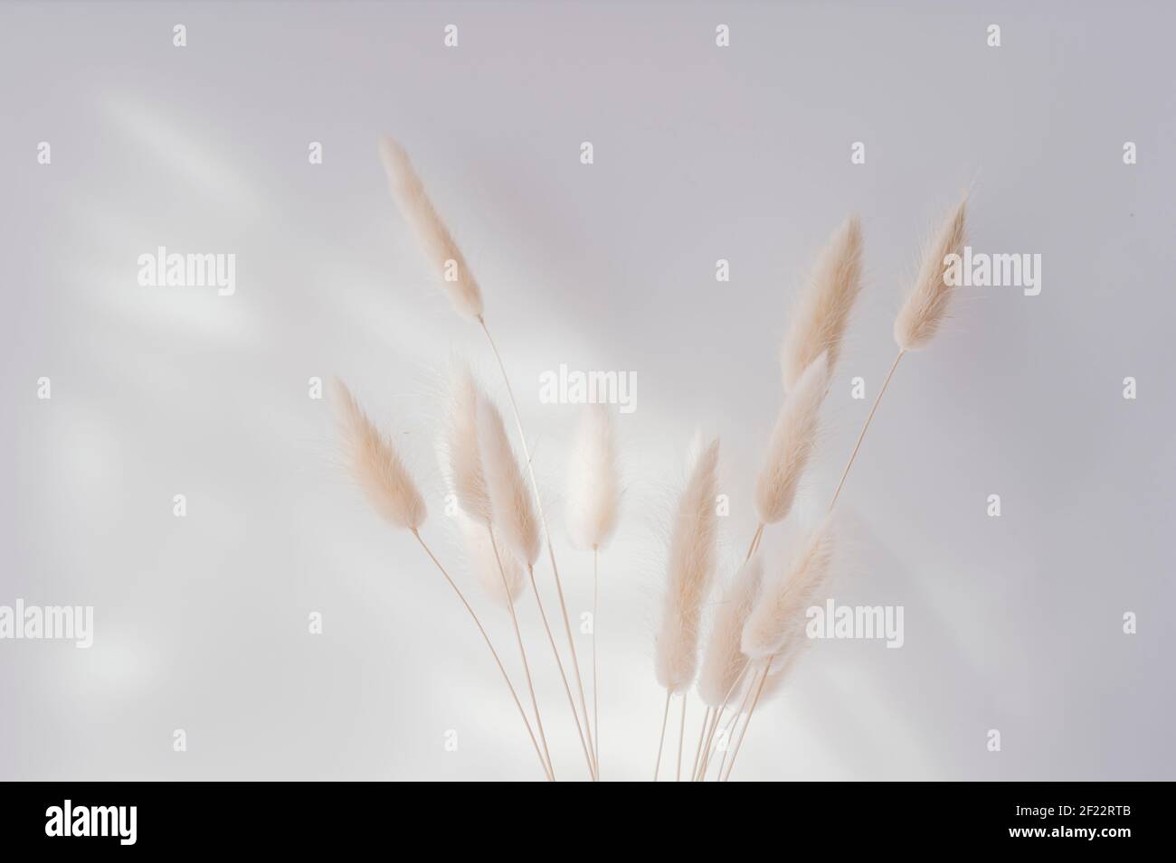 Brown bunny tail grass on grey background, copy space, dried lagurus
