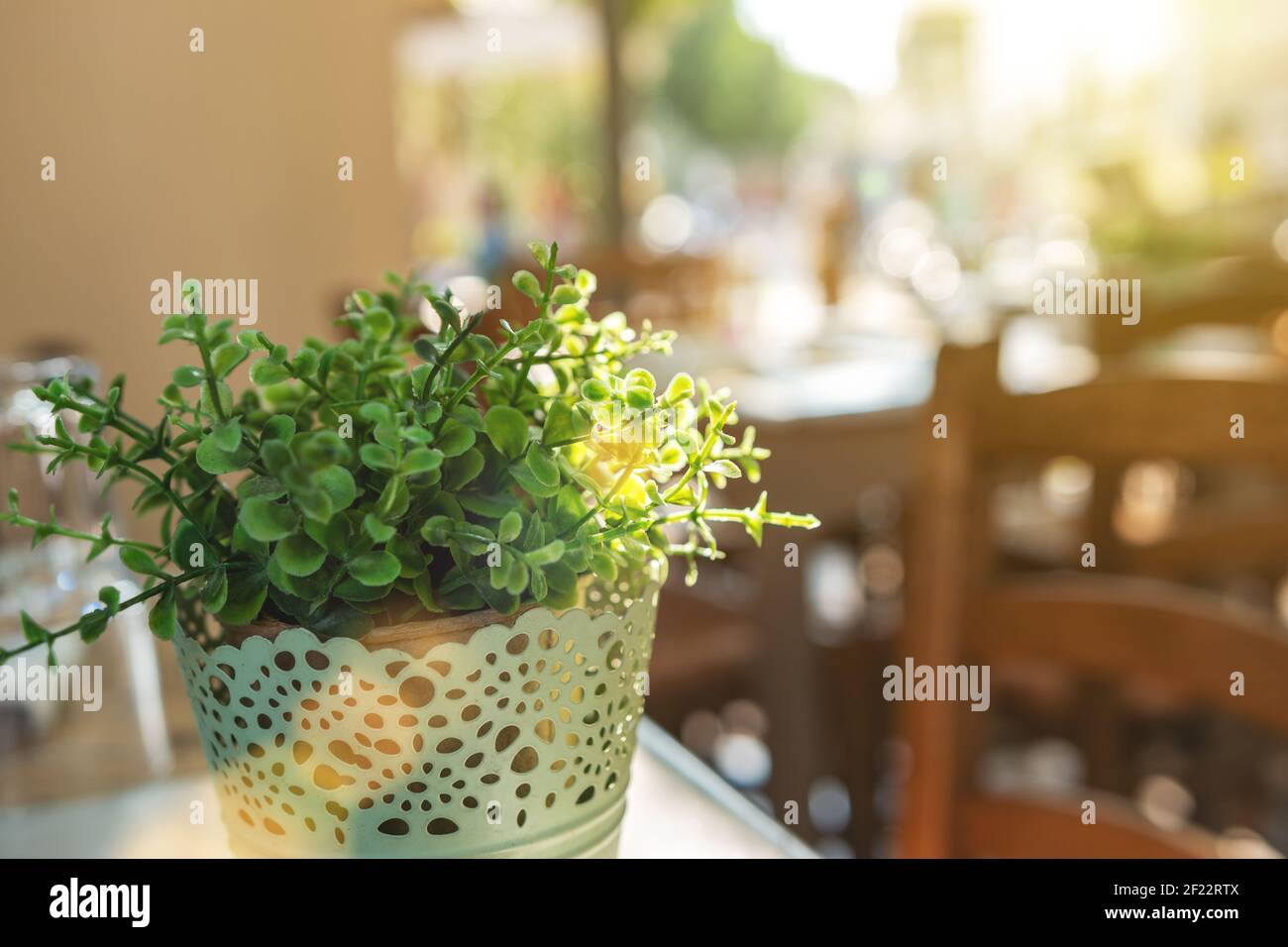 Green plant in the pot on the street. Stock Photo