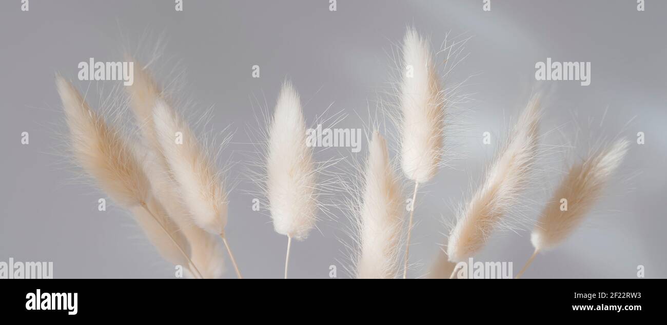 Brown bunny tail grass on grey background, copy space, dried lagurus grass Stock Photo
