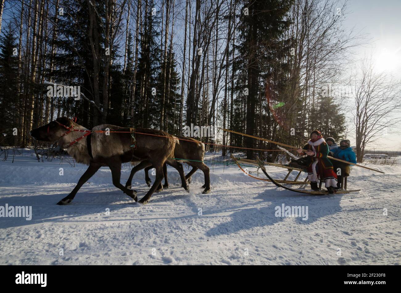 March, 2021 - Golubino. The Nenets are riding a reindeer sleigh. Deer run through the forest. Russia, Arkhangelsk region Stock Photo