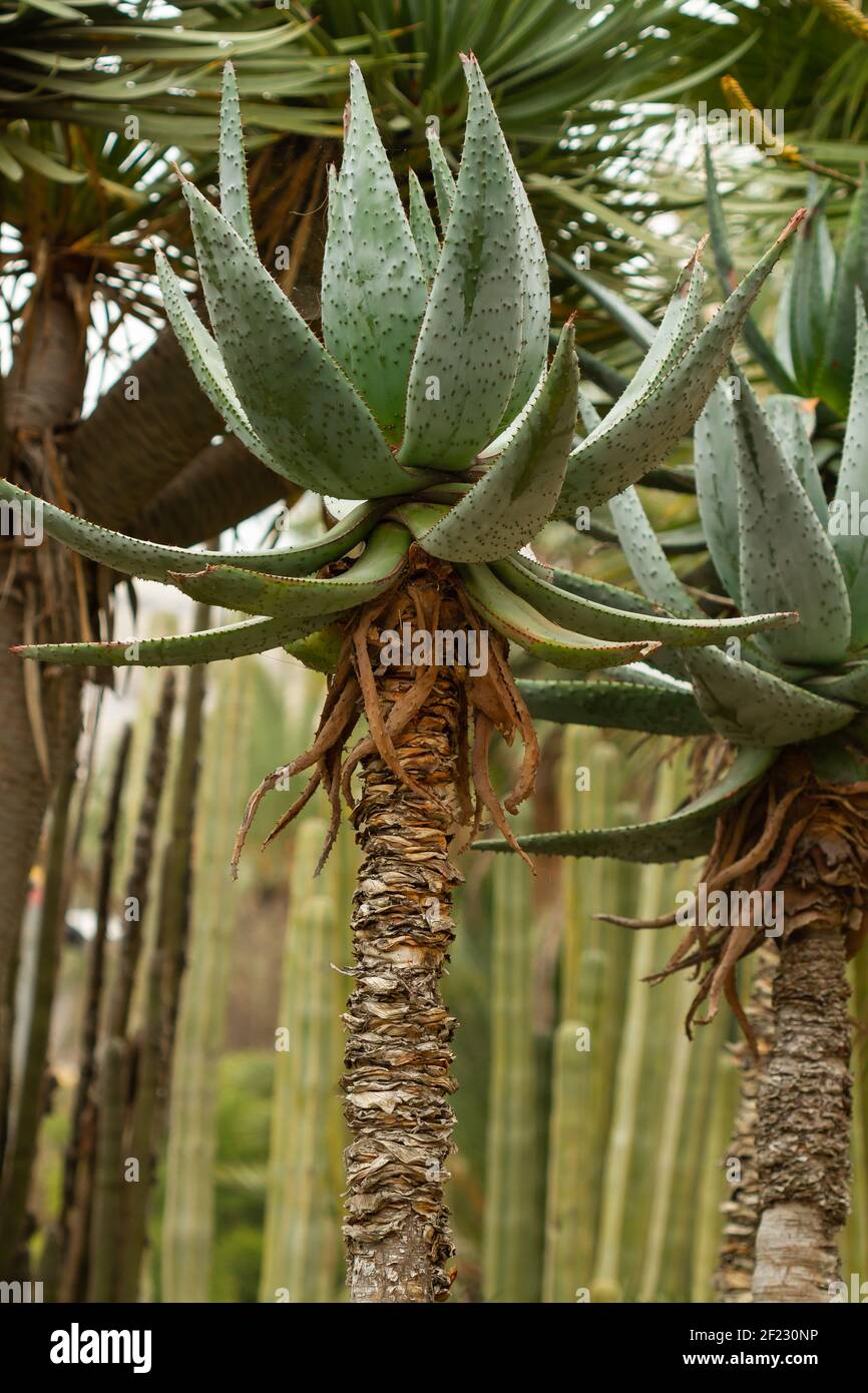A vertical shot of growing Bitter aloe plant with large elongated leaves Stock Photo