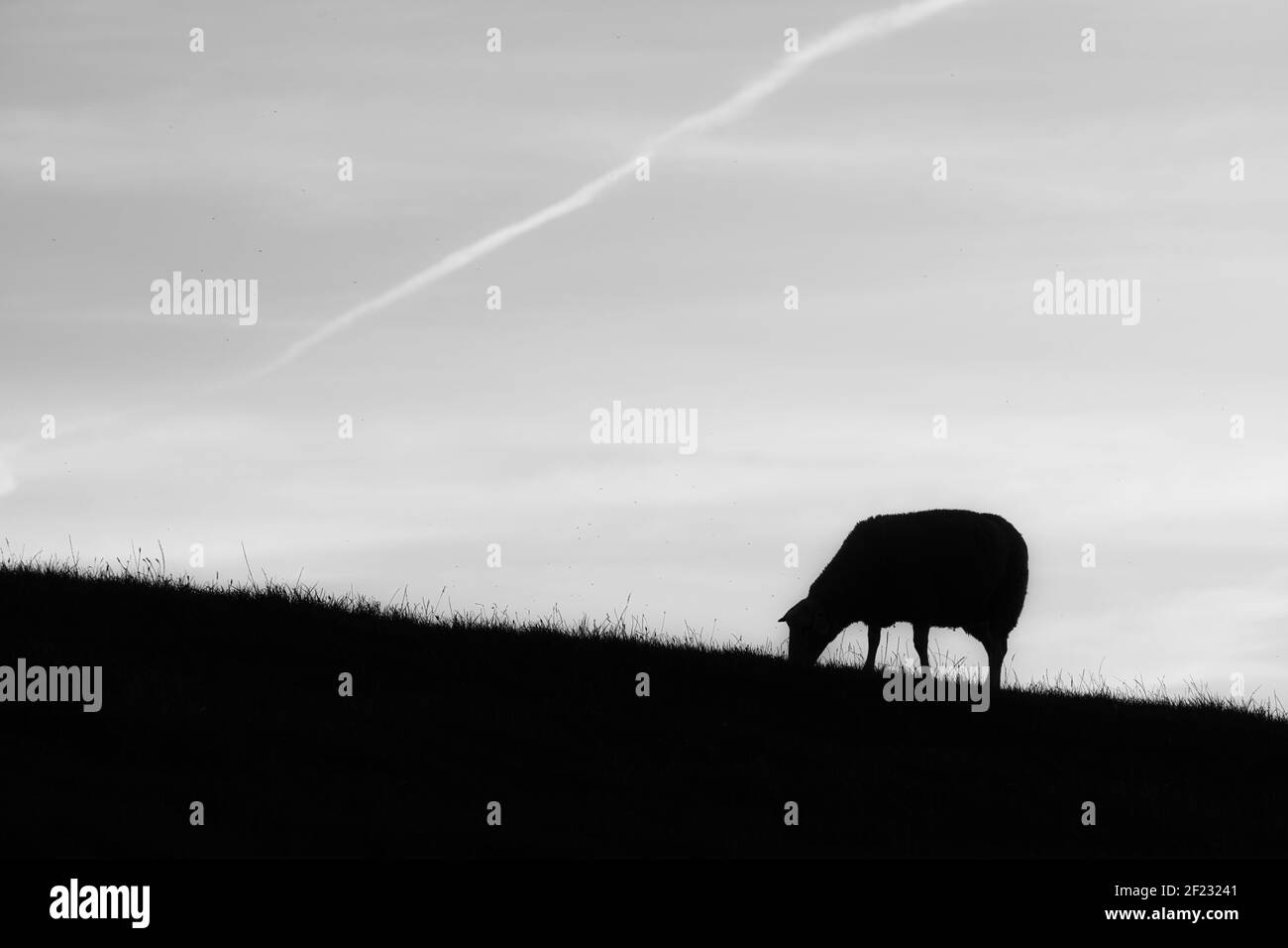 Sheep grazes on a dike. The meadow rises to the left. High contrasts, paper cut. Schaf weidet auf Deich. Die Weide steigt links an. Scherenschnitt. Stock Photo