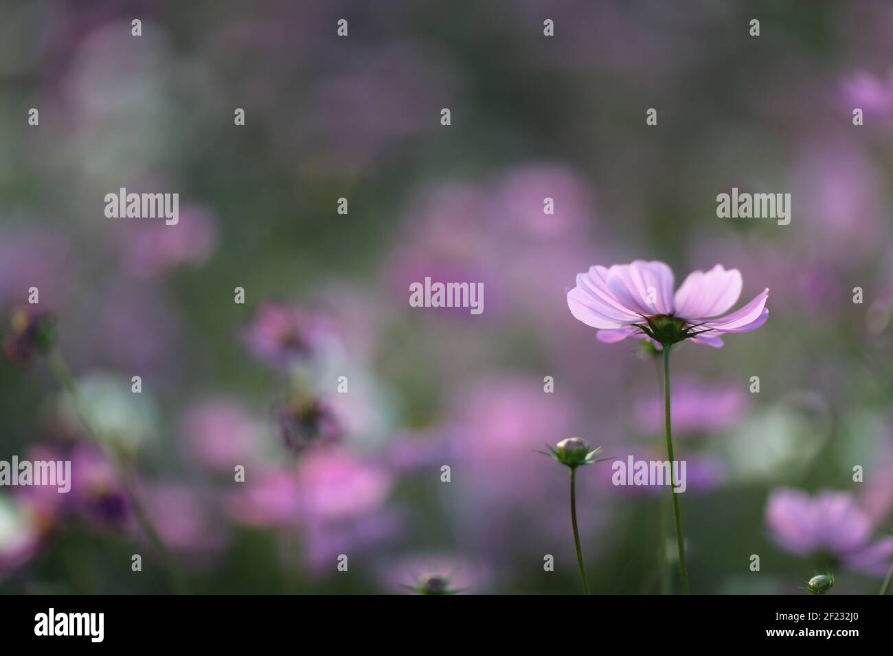 Field in nature hi-res stock photography and images - Alamy