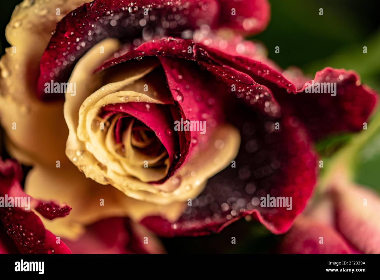 Closeup shot rare rose hi-res stock photography and images - Alamy