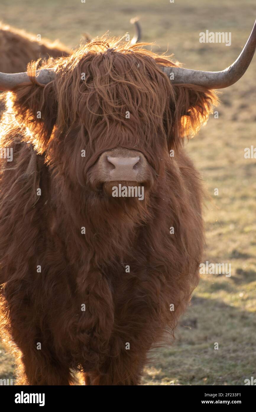 A vertical shot of a highland cattle in a pasture Stock Photo - Alamy