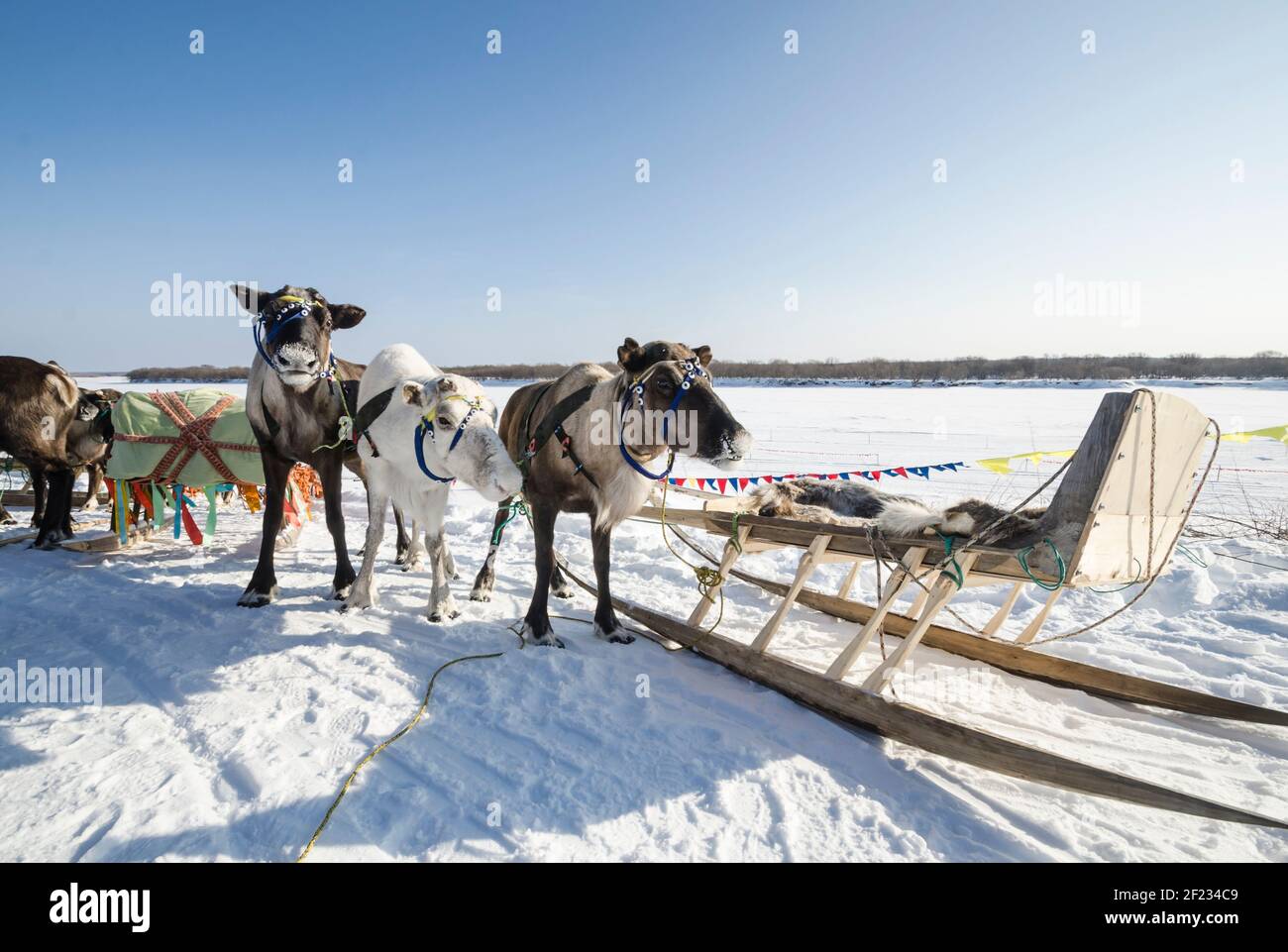 Reindeer harnessed to sleds. Reindeer harness Stock Photo - Alamy