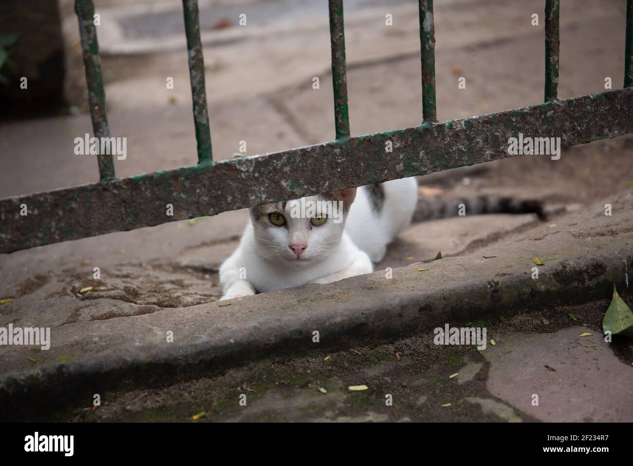 A black and white cat sitting on the ground by the metal fenc Stock ...
