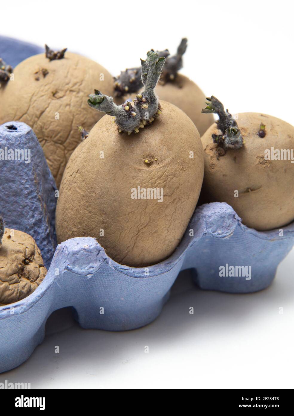 Chitting seed potatoes in egg cartons to promote growth when planted