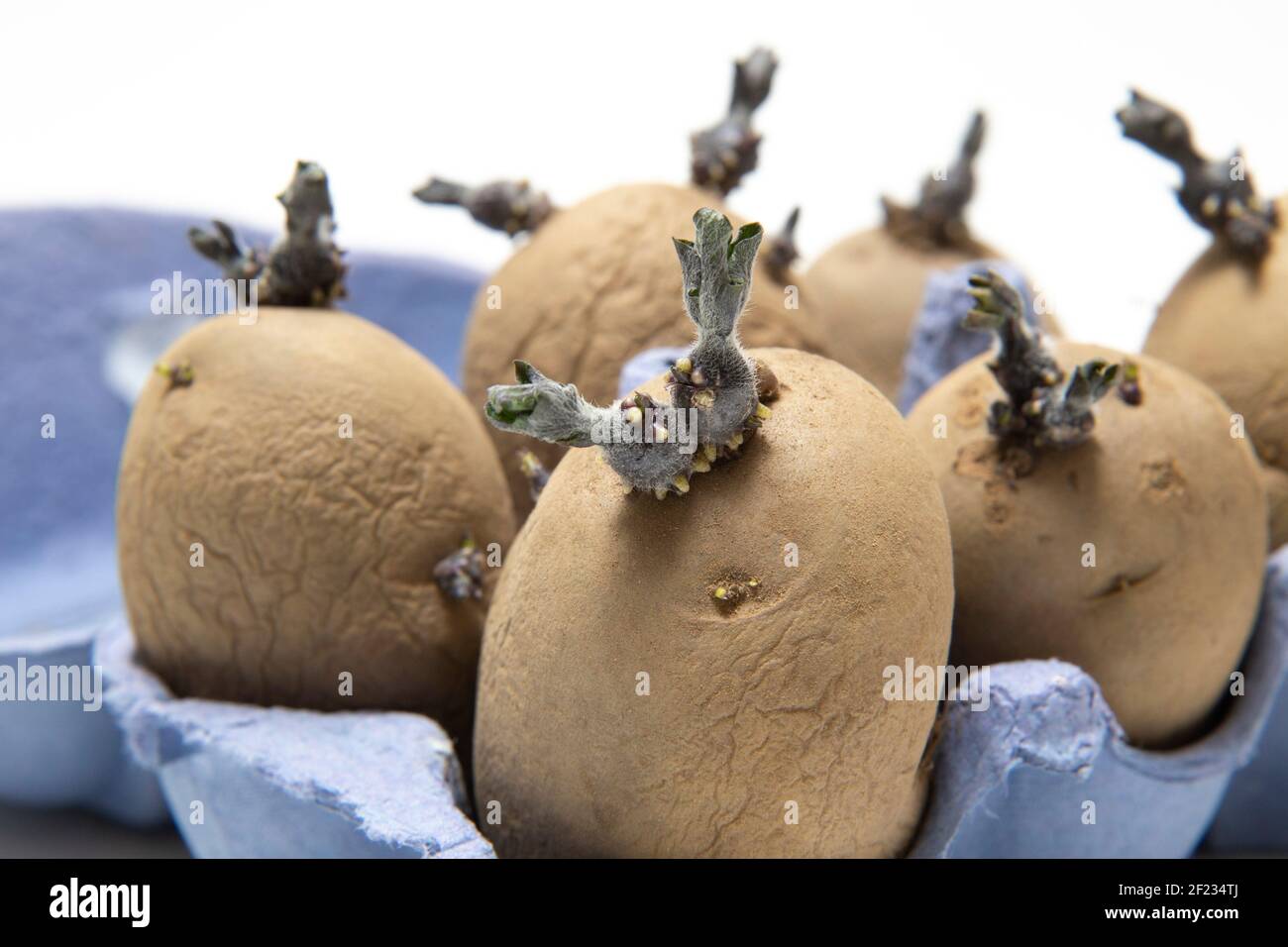 Chitting seed potatoes in egg cartons to promote growth when planted