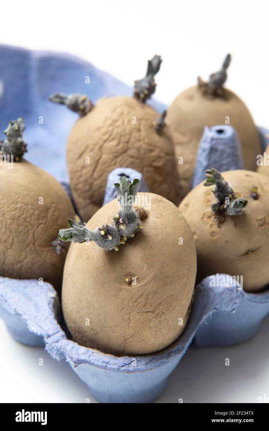 Chitting seed potatoes in egg cartons to promote growth when planted