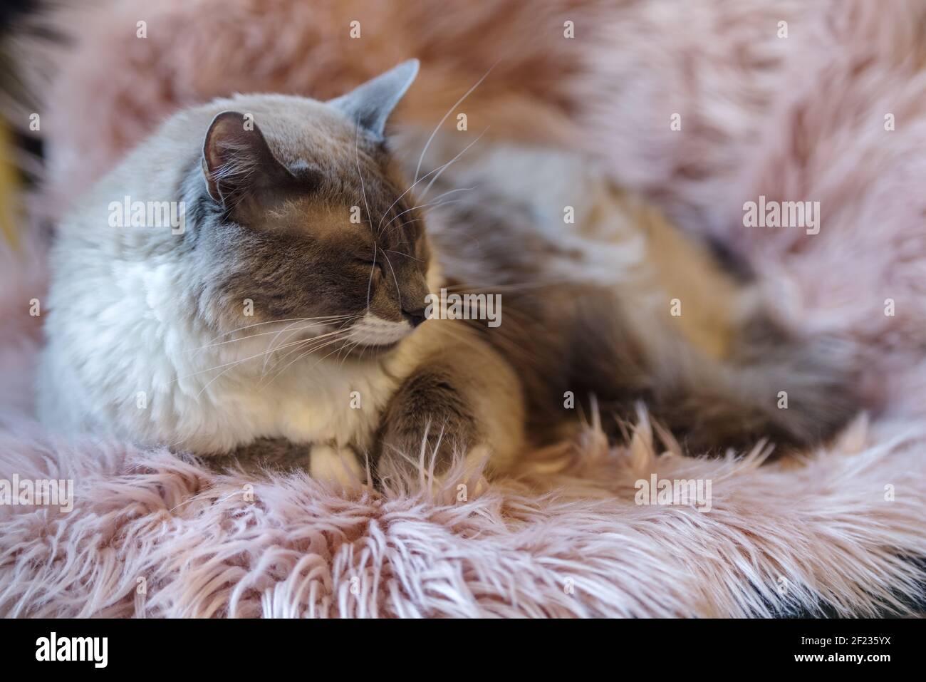 Blue eyed siamese mix cat lying on top of a couch Stock Photo