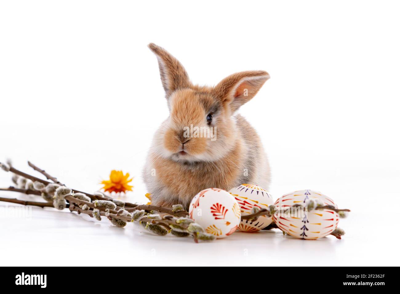 Cute dwarf rabbit with Easter motif on a white background. Stock Photo