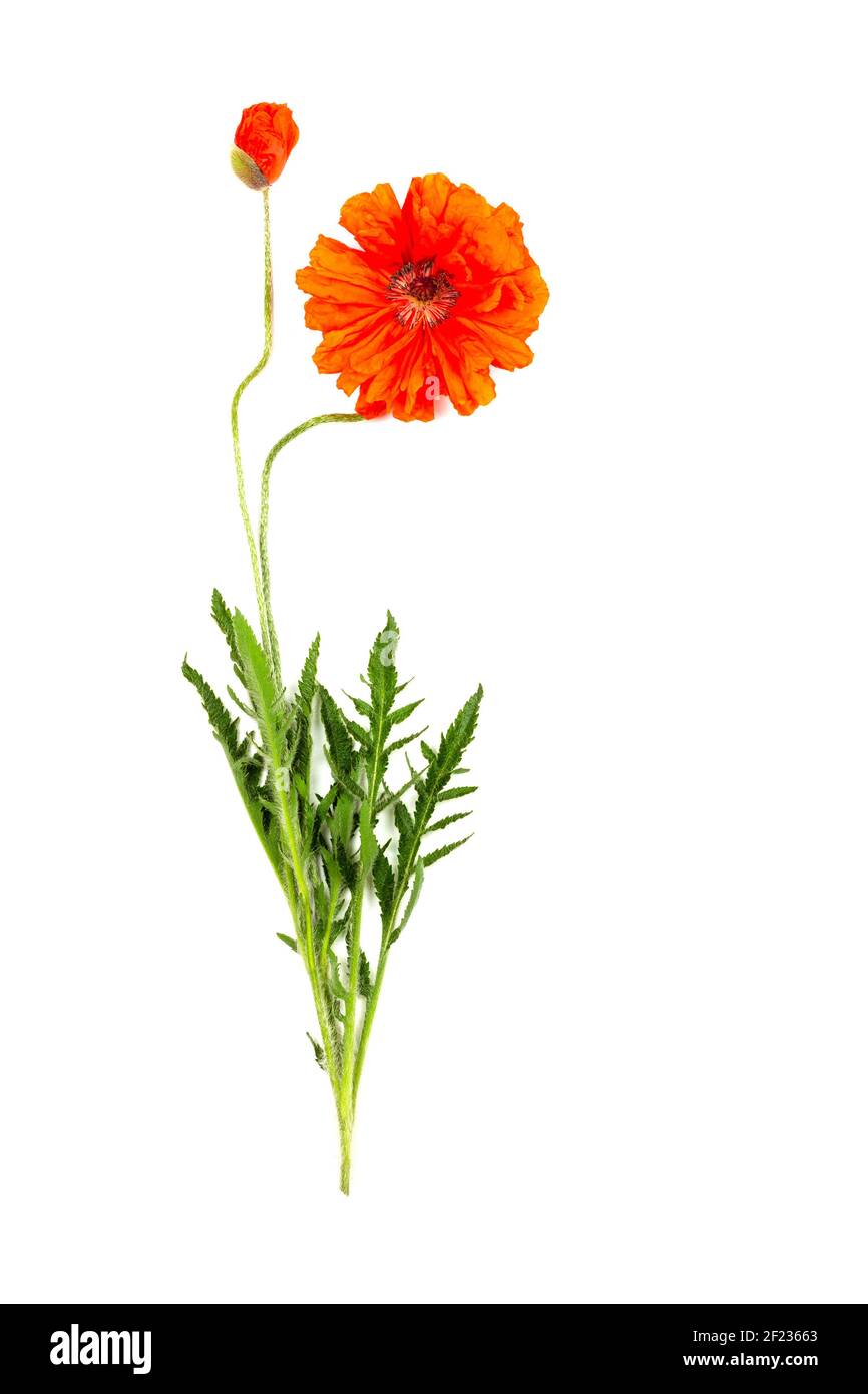 two red poppy flowers isolated on a white background Stock Photo - Alamy