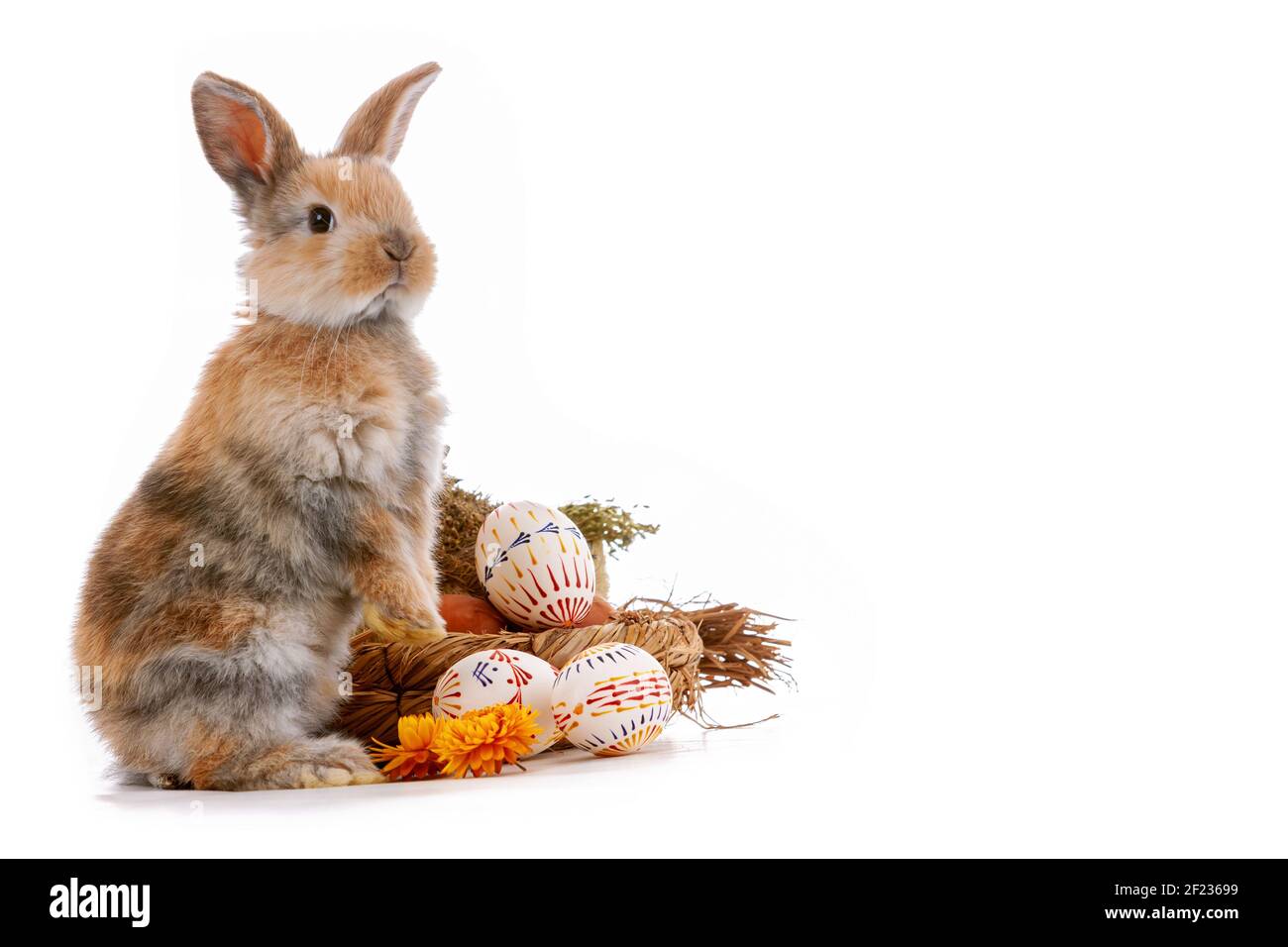 Cute dwarf rabbit with Easter motif on a white background. Stock Photo