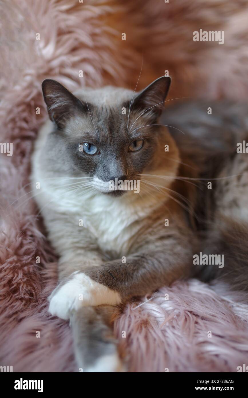 Blue eyed siamese mix cat lying on top of a couch Stock Photo