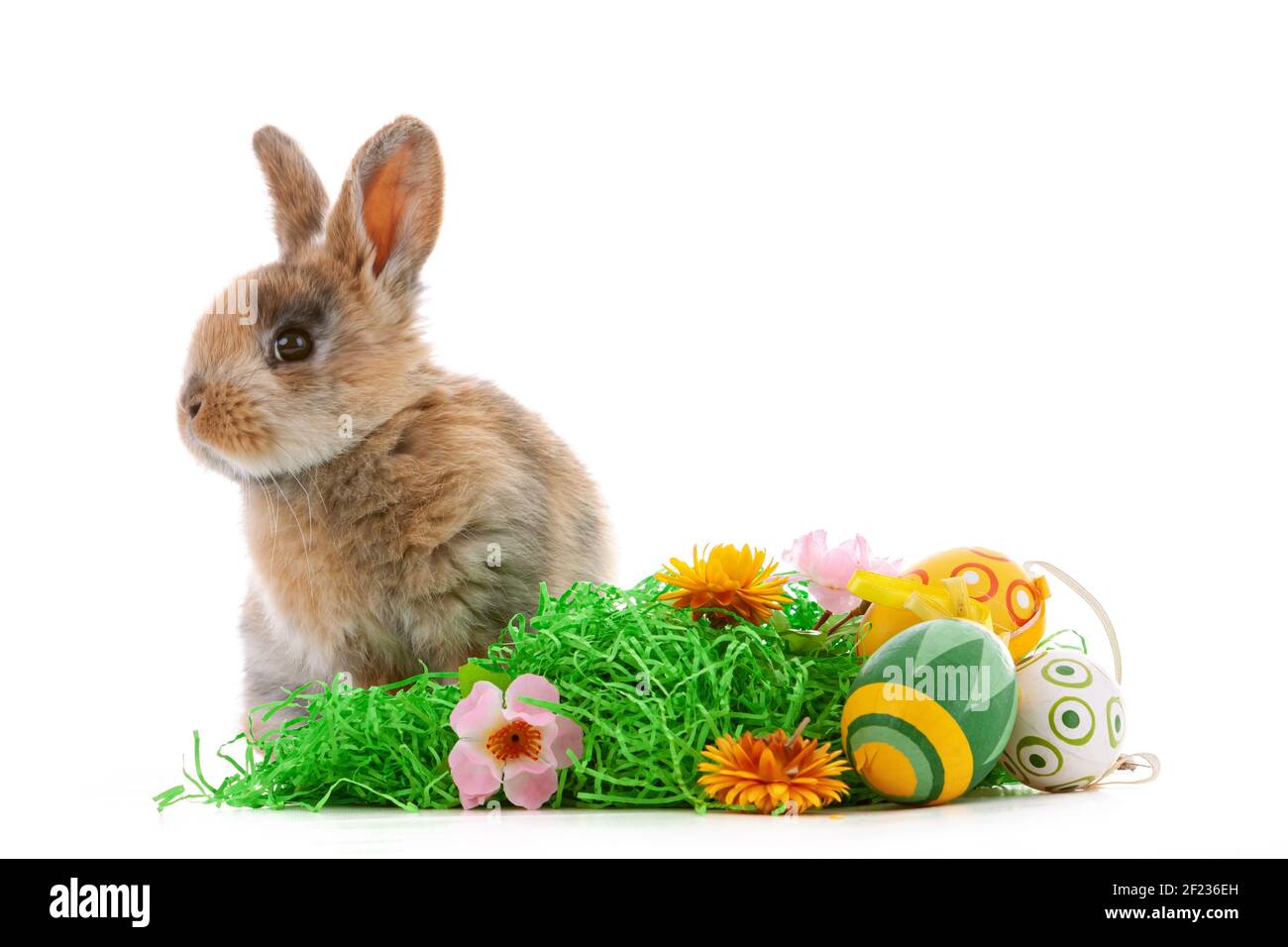 Cute dwarf rabbit with Easter motif on a white background. Stock Photo
