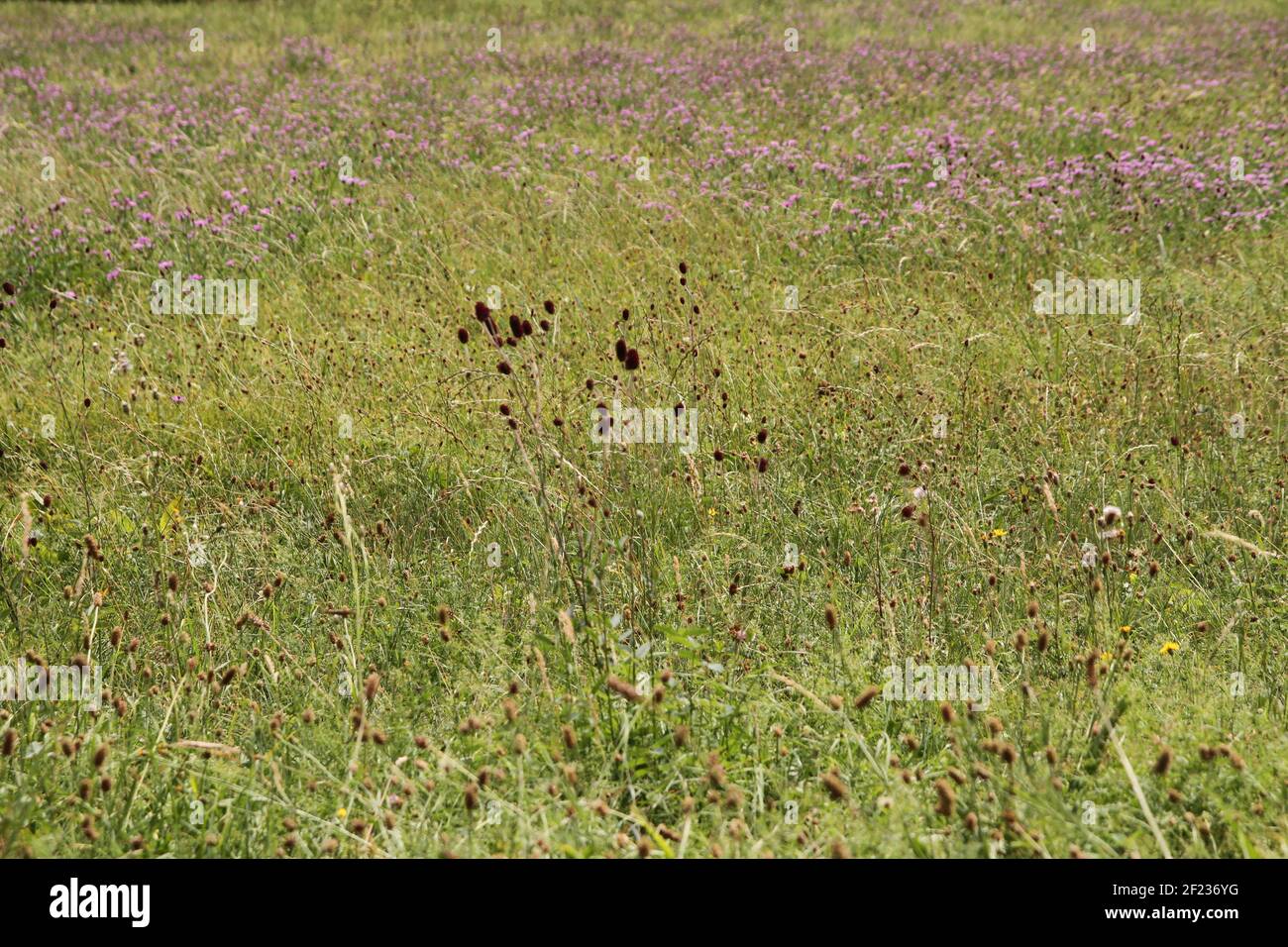 My walk in Unterlaken Switzerland Suisse Schweiz Berner Oberland with green plants and wild nature grass for book cover design calendar Stock Photo