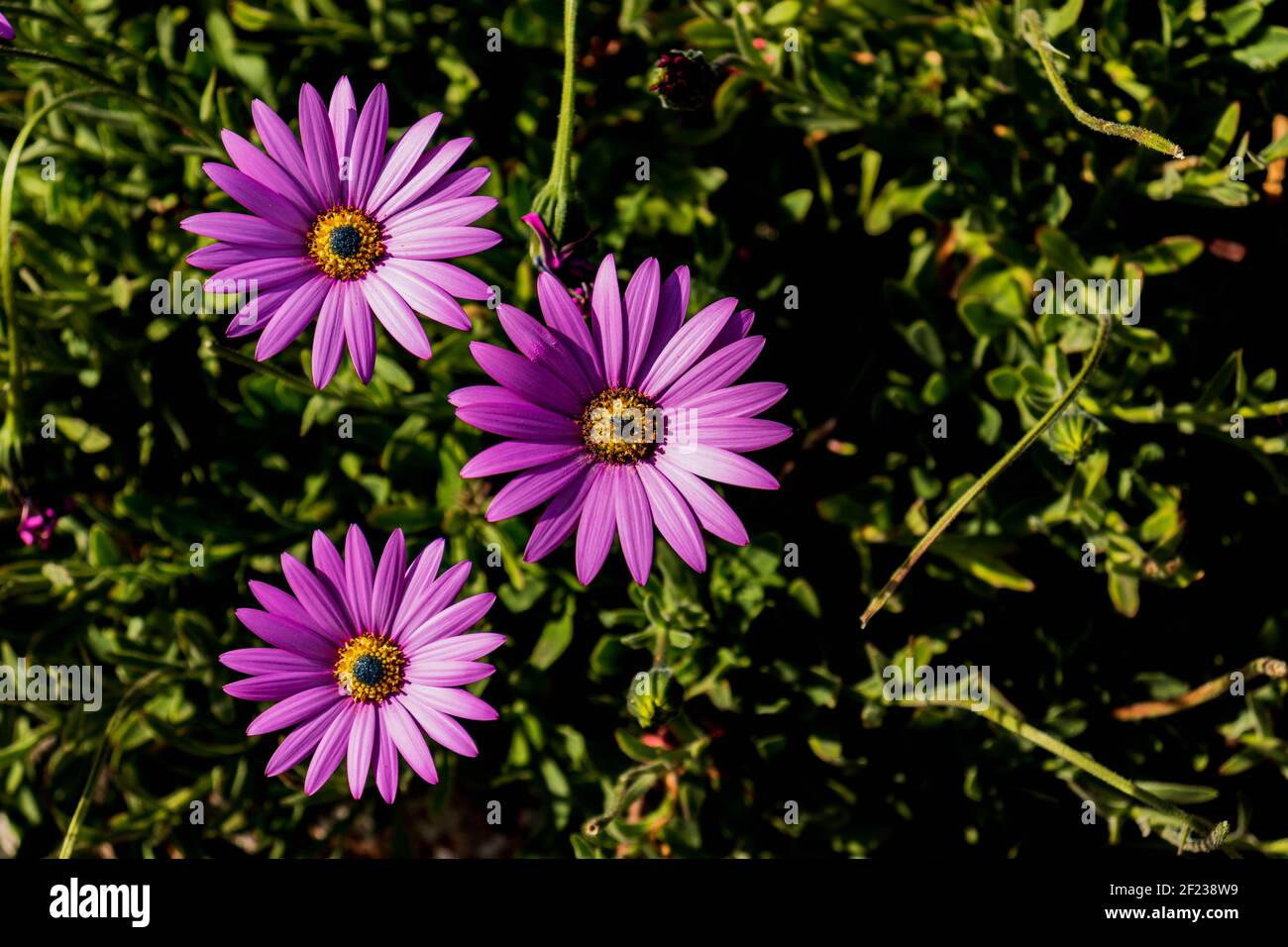 Purple African Daisies basking in the early summer sun Stock Photo