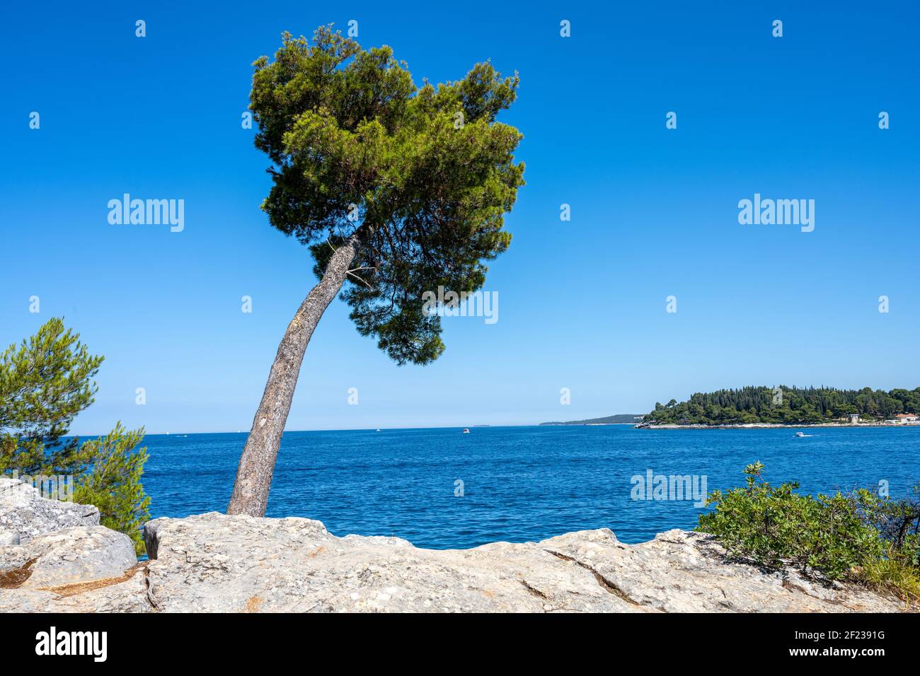 Pine tree by the sea seen in Croatia Stock Photo