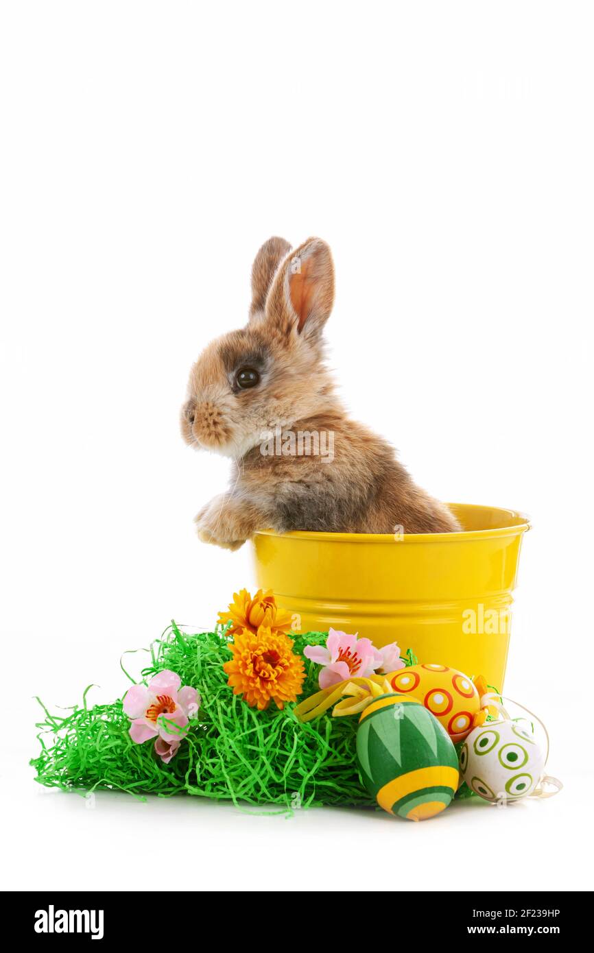 Cute dwarf rabbit with Easter motif on a white background. Stock Photo