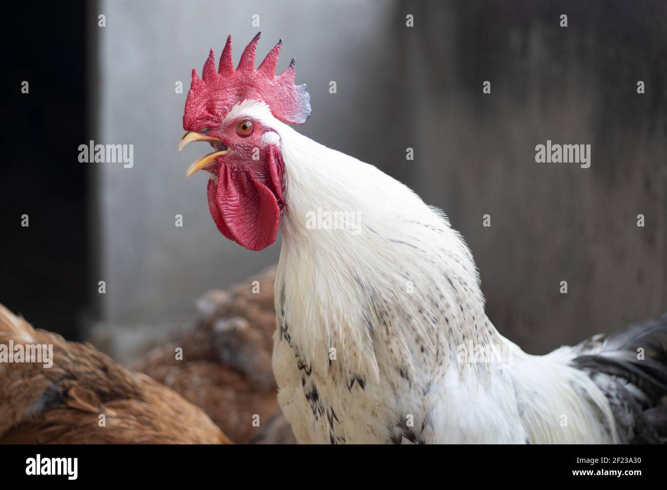 Fully grown adult white rooster crowing in the morning. Domestic pet kuroiler rooster crows Stock Photo