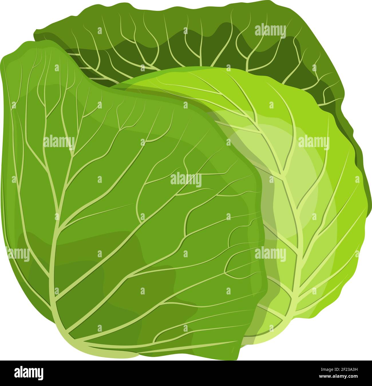 Single cabbage leaf Stock Vector Images Alamy