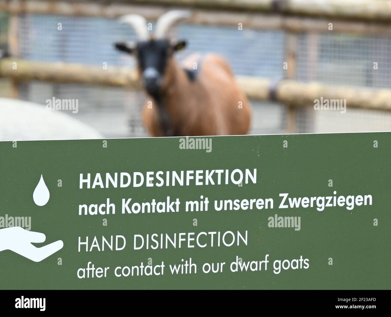 10 March 2021, Hessen, Frankfurt/Main: A sign reading 'Hand disinfection after contact with our pygmy goats' stands in front of the animal enclosure at Frankfurt Zoo. After months of lockdown, Frankfurt Zoo has reopened. With 400 visitors in two time slots, however, the crowds had to be kept at a manageable level. (to dpa 'Frankfurt Zoo reopens - afternoons completely booked') Photo: Arne Dedert/dpa Stock Photo