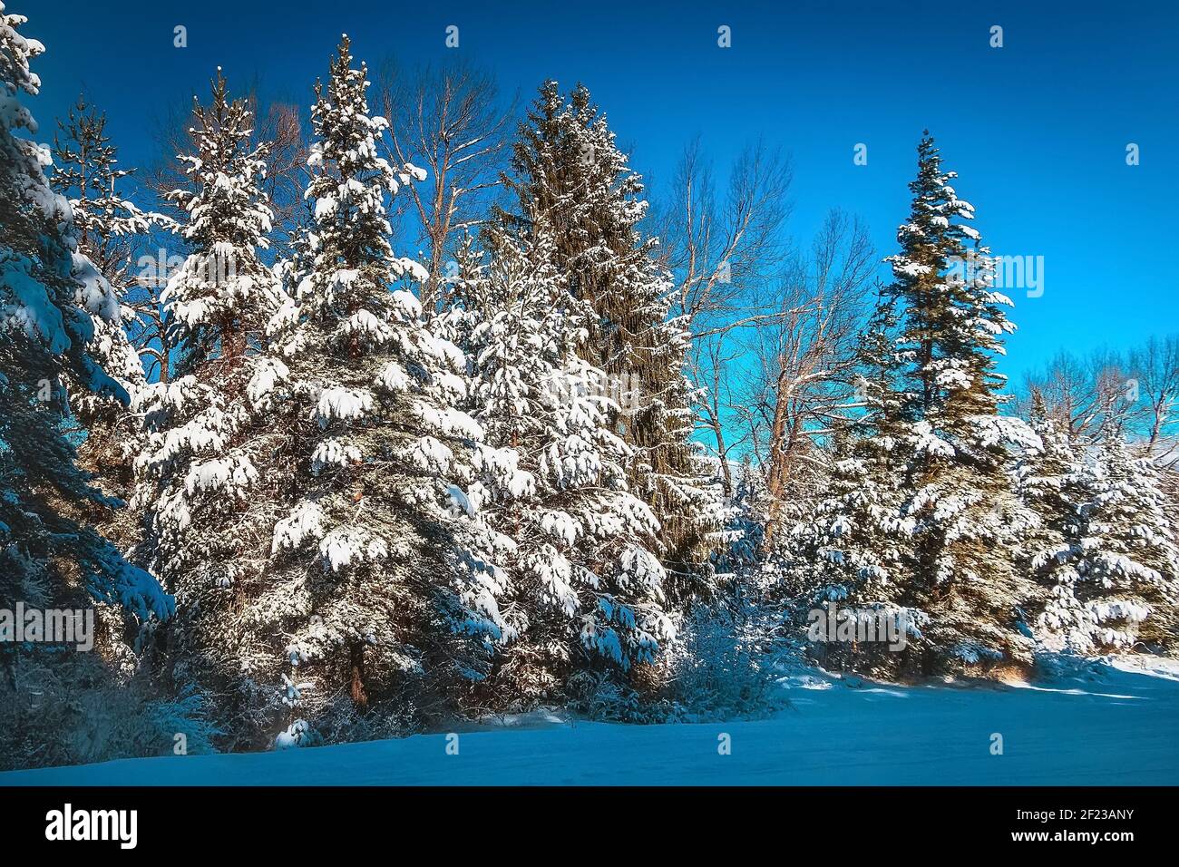 Heavy winter snow pine trees hi-res stock photography and images - Alamy