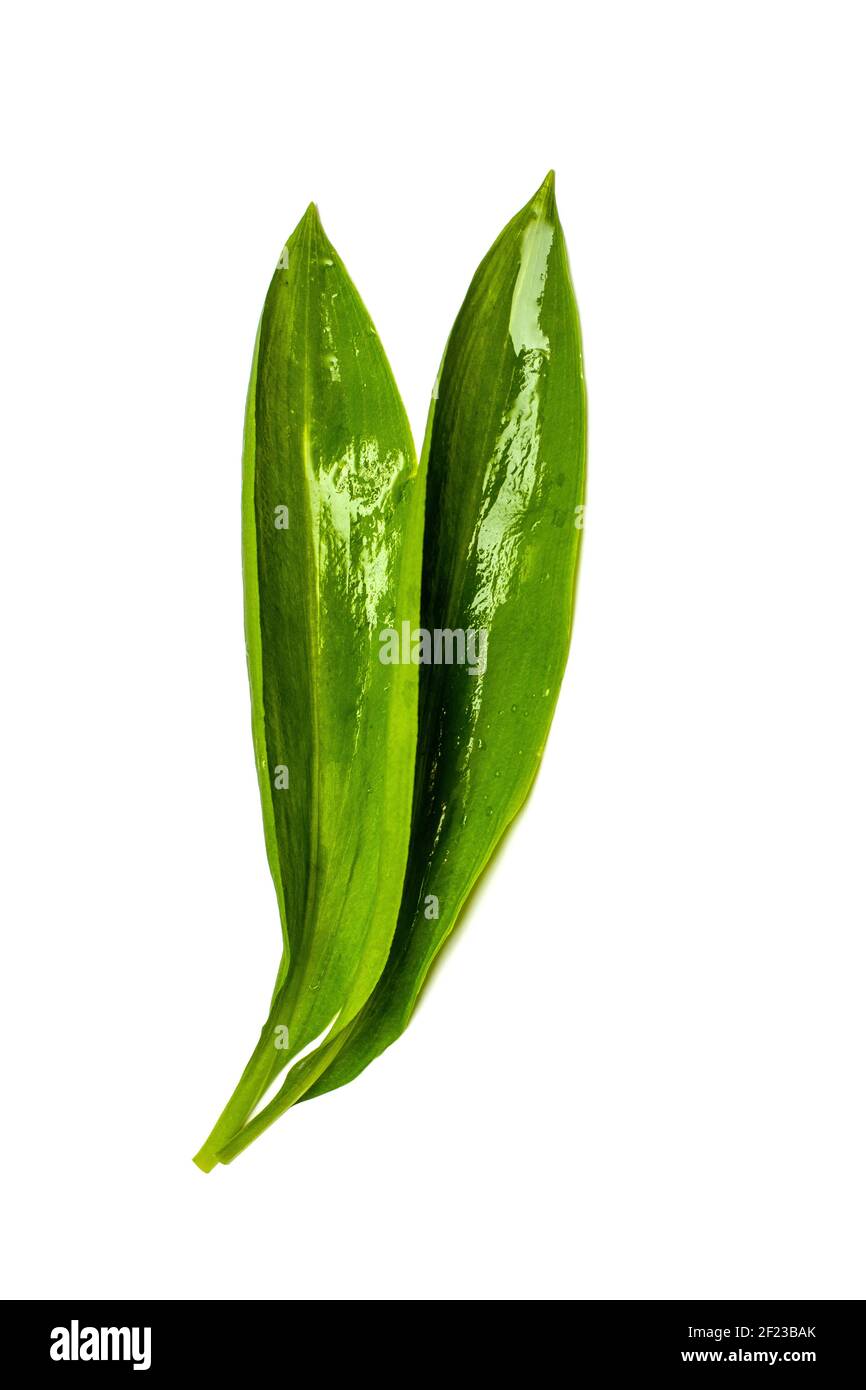 fresh green leaves of wild garlic isolated on white background Stock