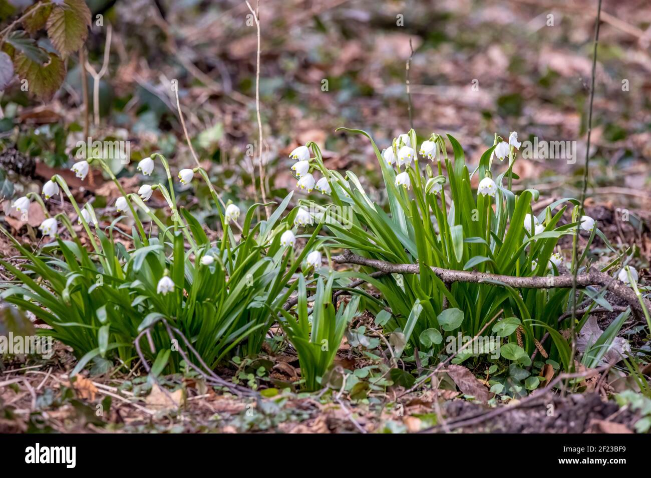 Beautiful snowdrop flowers in a forest in the natural reserve called Mönchbruch in Hesse, Germany at a cold day in spring. Stock Photo