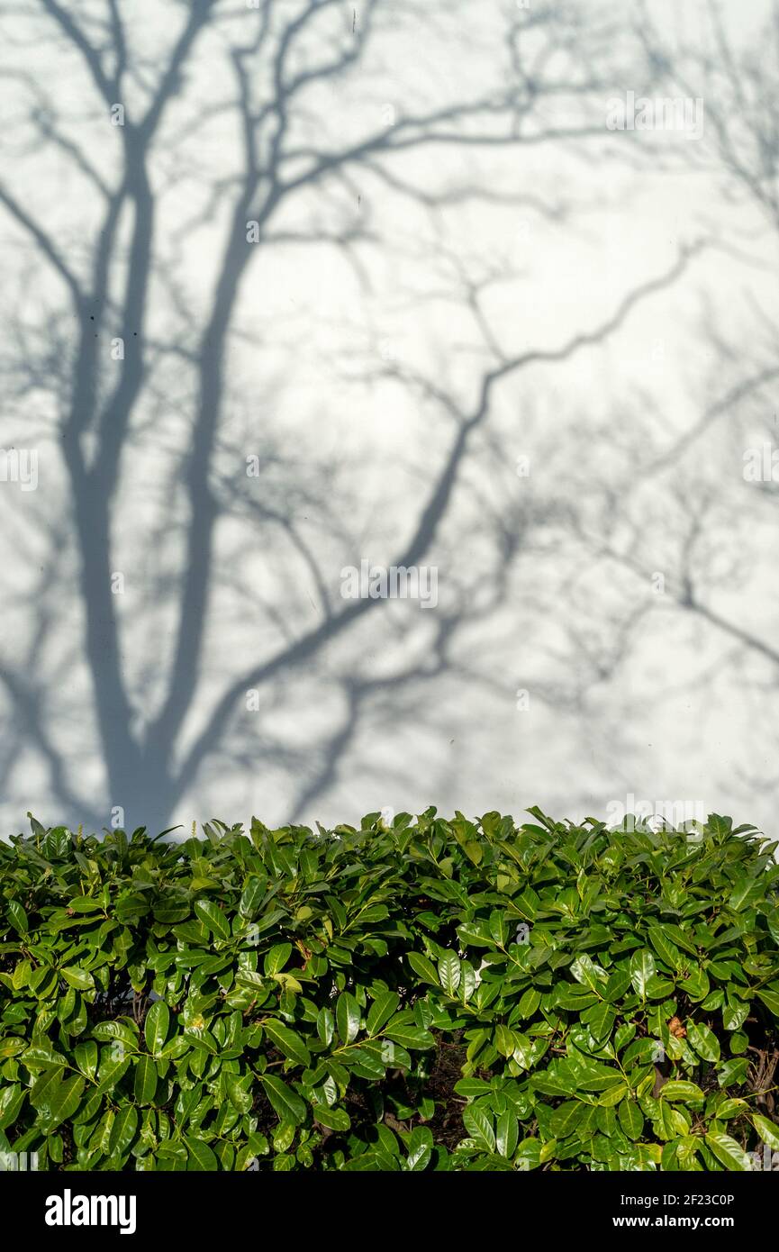 green laural hedge in front of a white wall with shadows of trees in the sun. Stock Photo