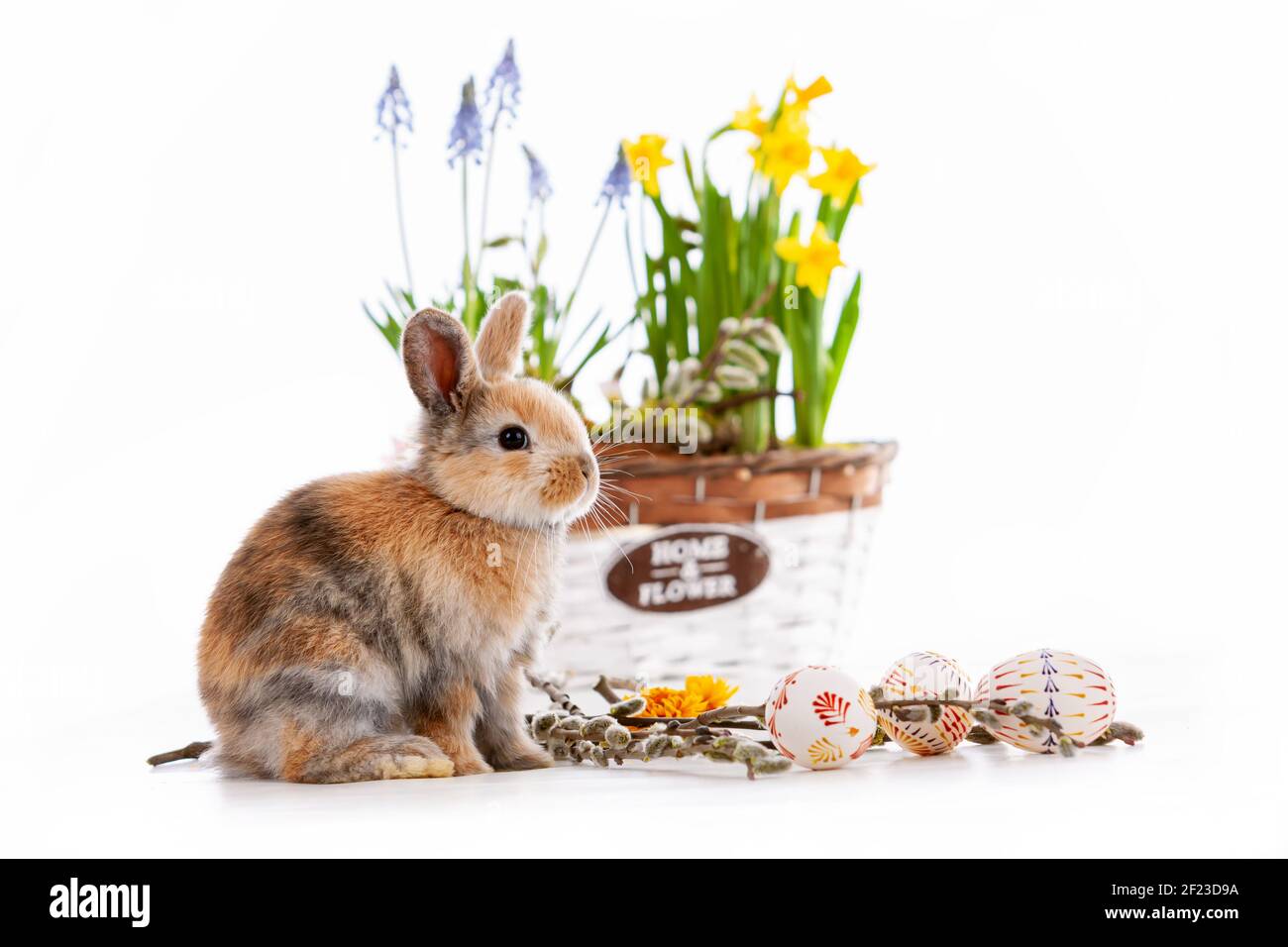 Cute dwarf rabbit with Easter motif on a white background. Stock Photo