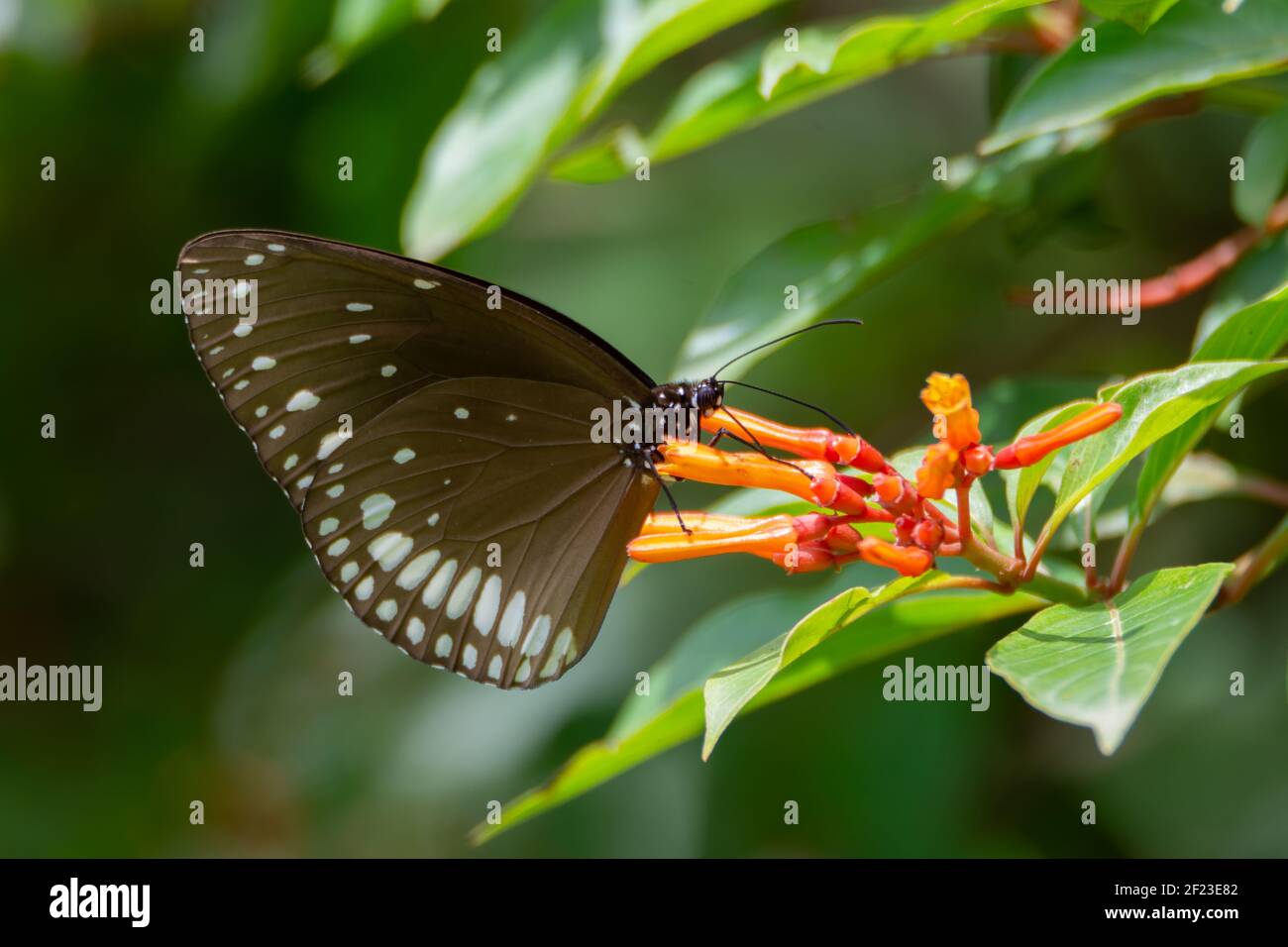 A close-up shot of a beautiful Common crow butterfly (Euploea core), feeding on Firebush flowers in the garden. Stock Photo
