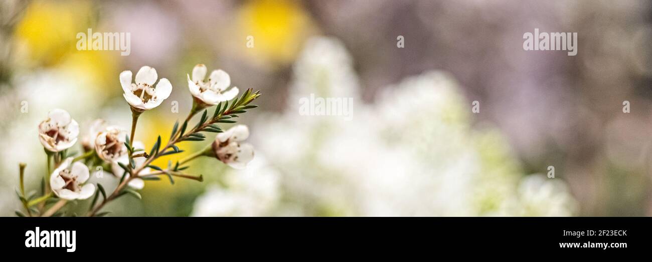 Erica's flowering bush with small flowers in the garden. Spring time. Banner. Stock Photo