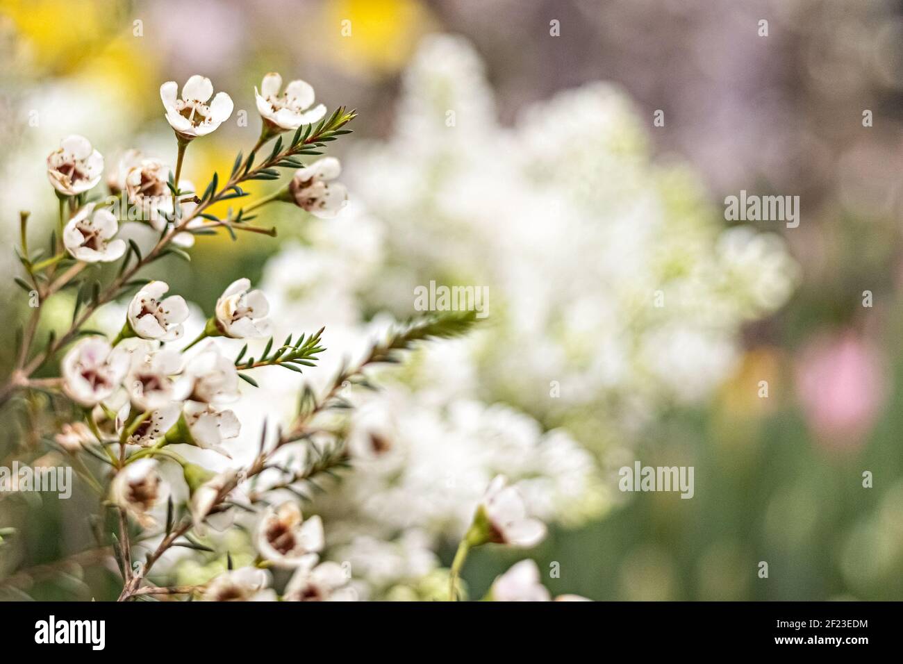 Erica's flowering bush with small flowers in the garden. Spring time. Stock Photo
