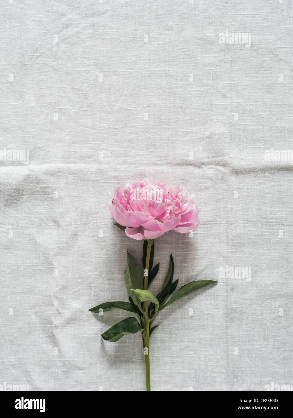Peony flower on white tablecloth Stock Photo