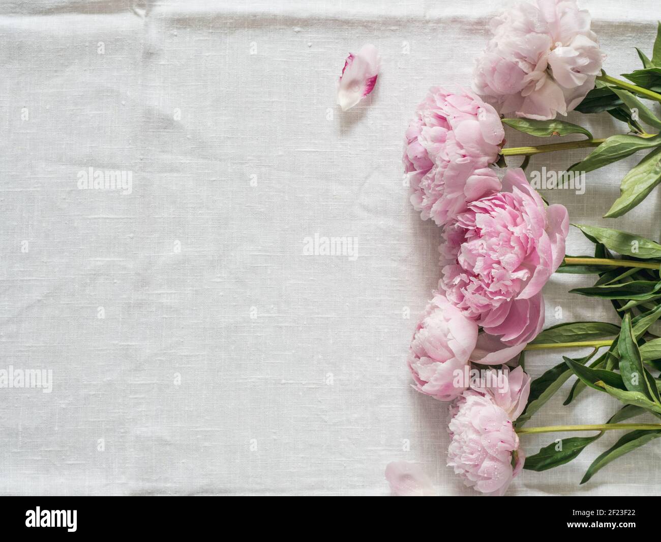 Peony bouquet on white tablecloth Stock Photo