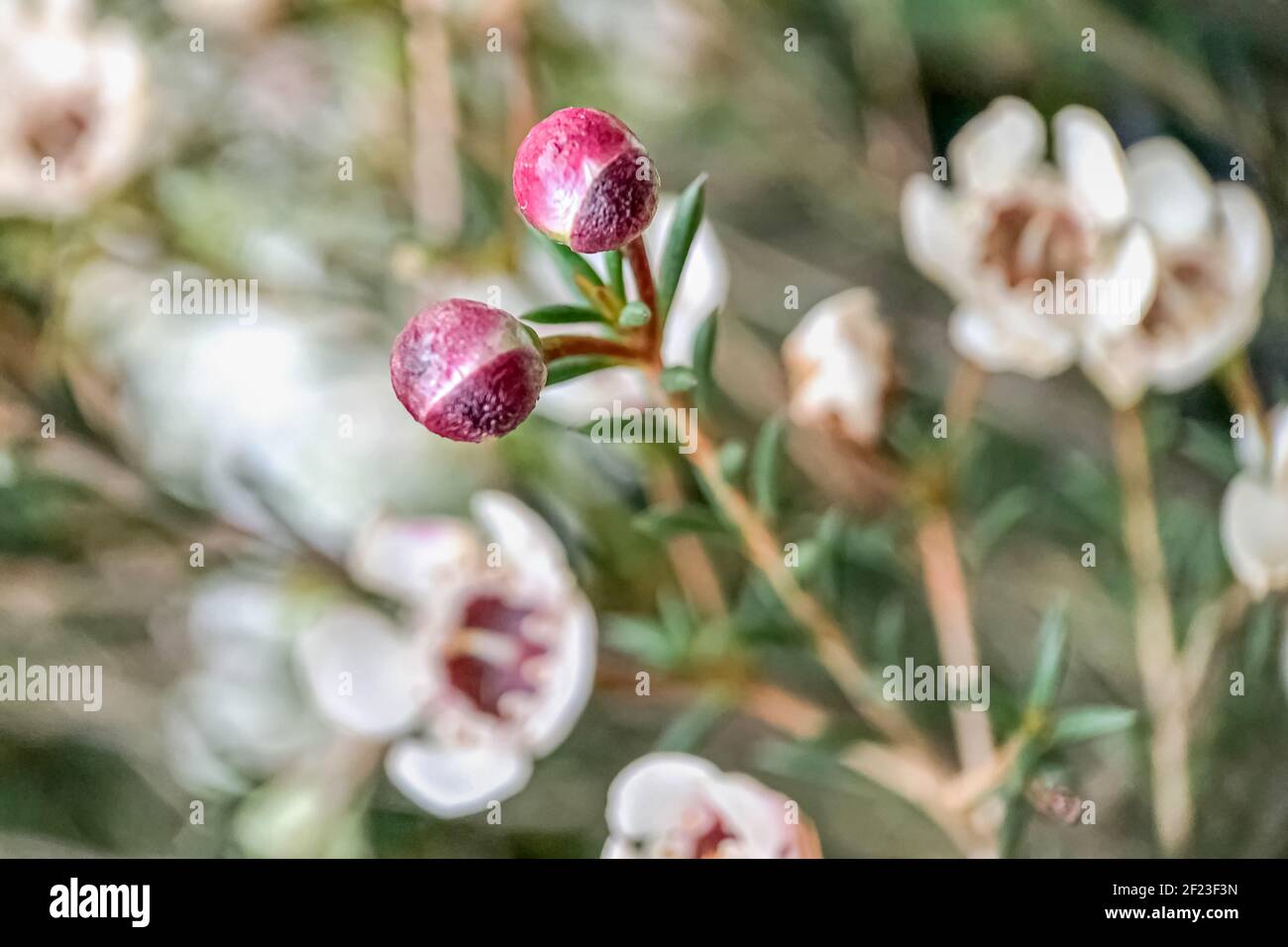Erica's flowering bush with small flowers in the garden. Spring. Stock Photo