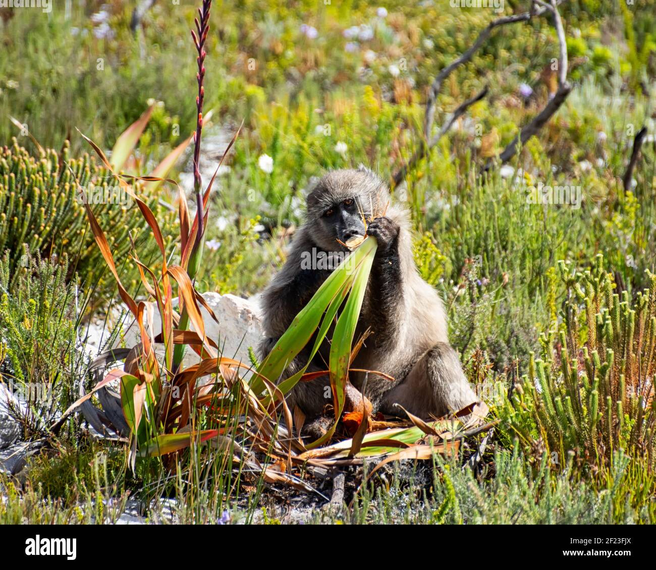A Chacma Baboon eating a Watsonia tabularis bulb on the Cape peninsula in Southern Africa Stock Photo
