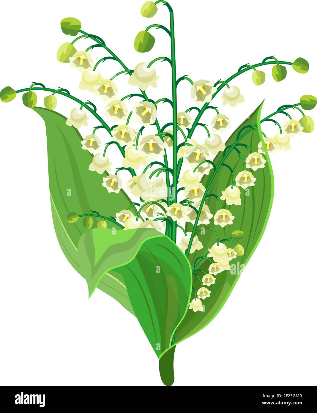 Lily Of The Valley Stock Vector Image & Art Alamy
