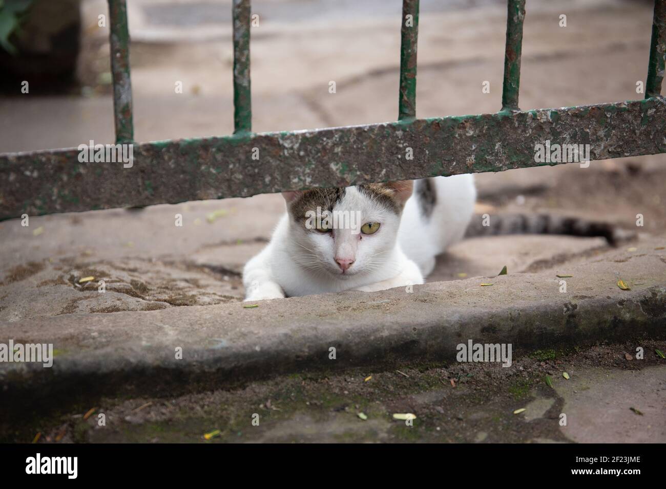 A cute cat sitting on the ground near an old metal fenc Stock Photo - Alamy