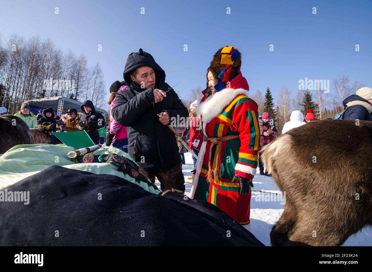 March, 2021 - Golubino. The Nenets among the deer. Reindeer herders' camp. Russia, Arkhangelsk region Stock Photo