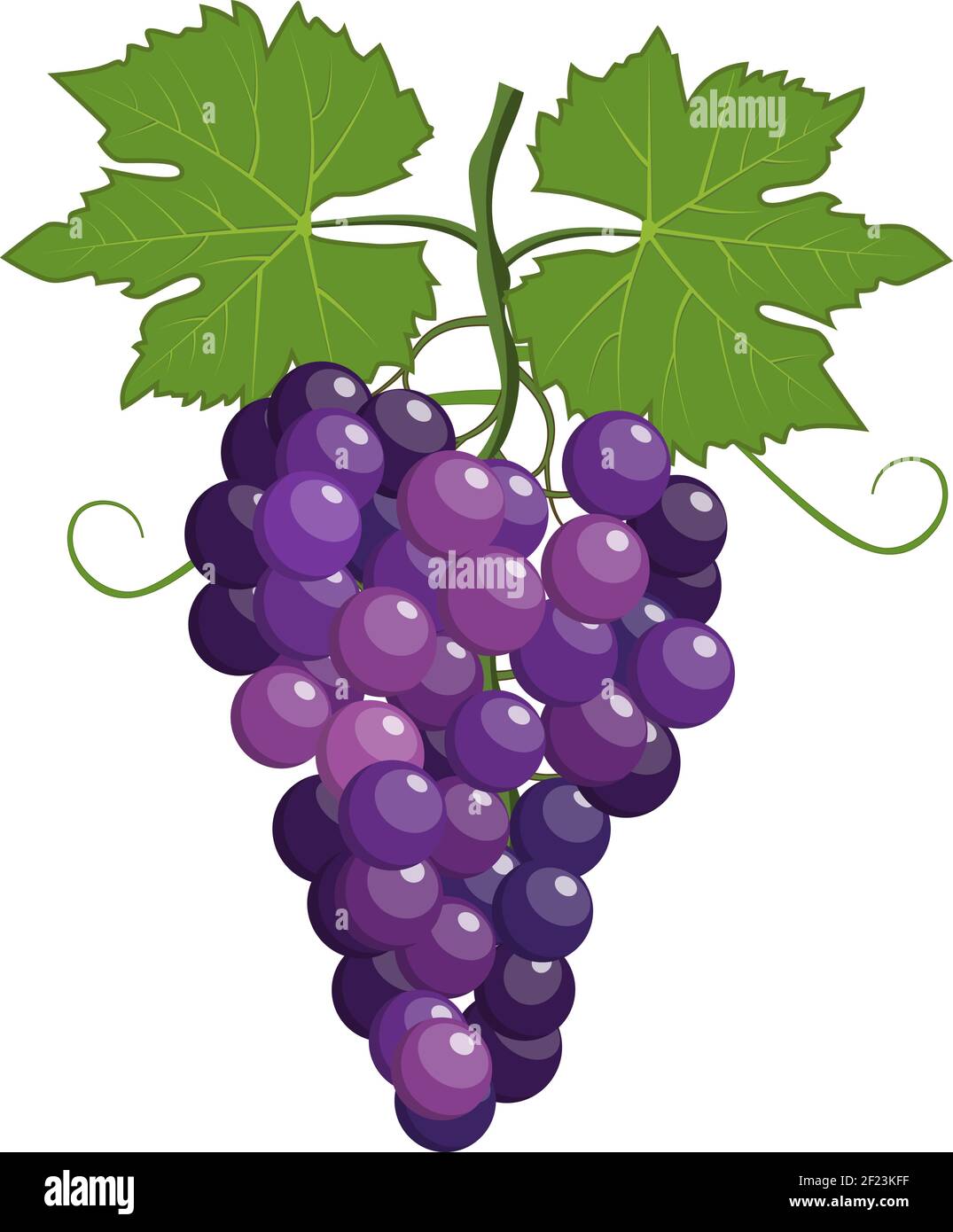 Fresh bunch of grapes purple Stock Vector Image & Art Alamy