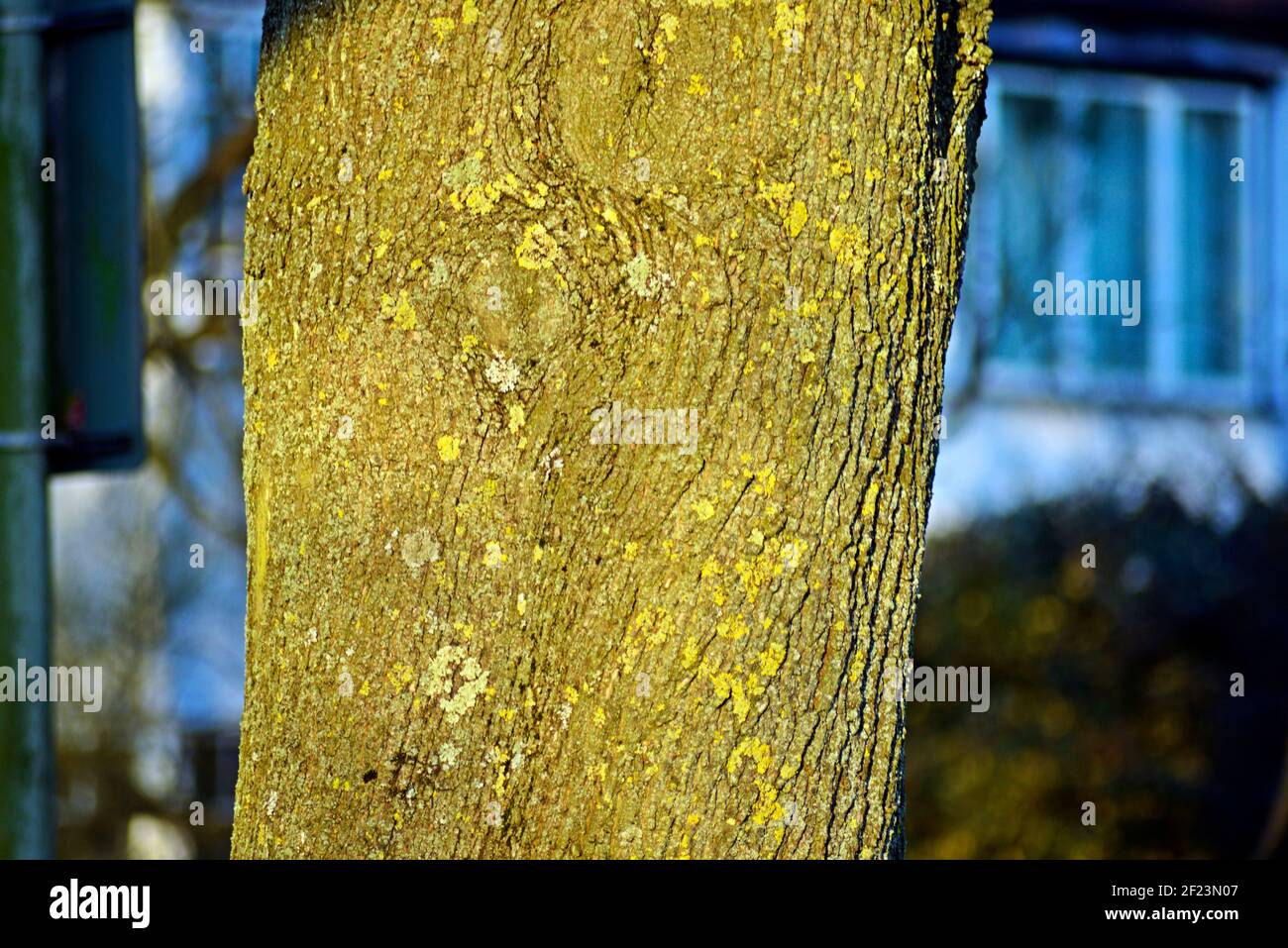 Tree trunk with blurred houses background Stock Photo - Alamy