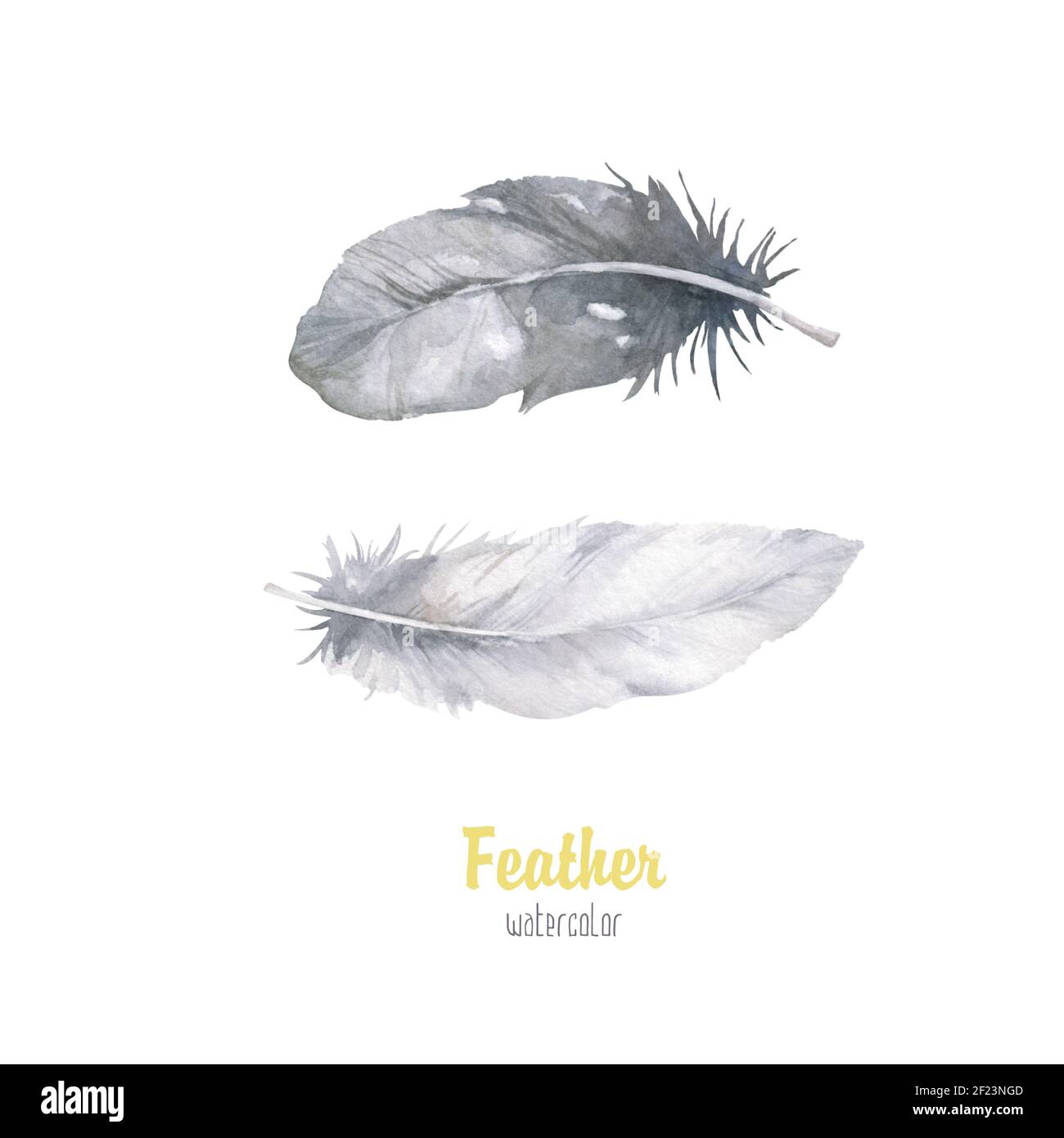 Watercolor bird feather from wing isolated. Aquarelle feather for ...