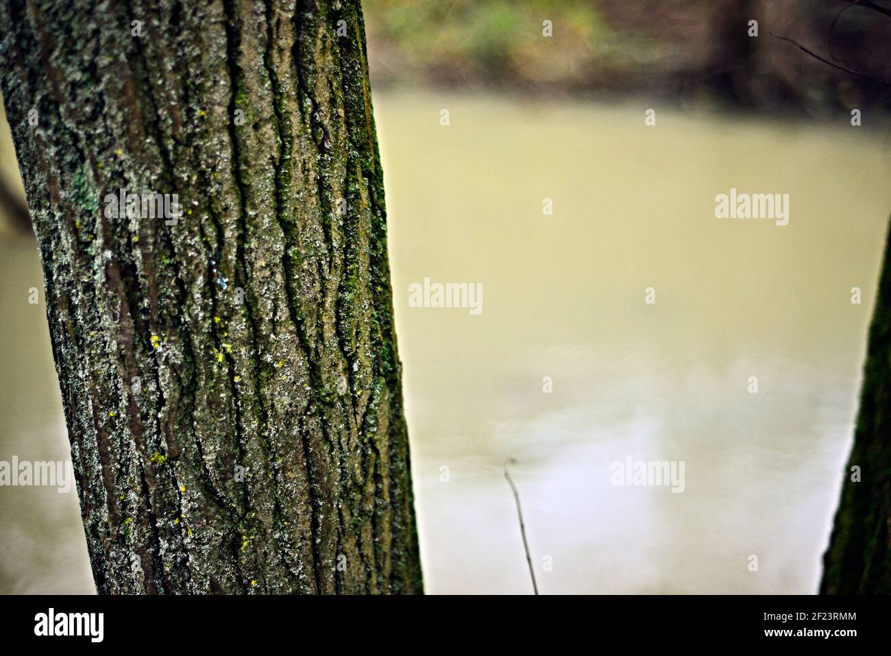 Tree trunk with blurred river background Stock Photo - Alamy